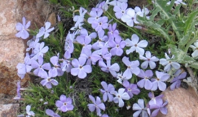 Phlox multiflora